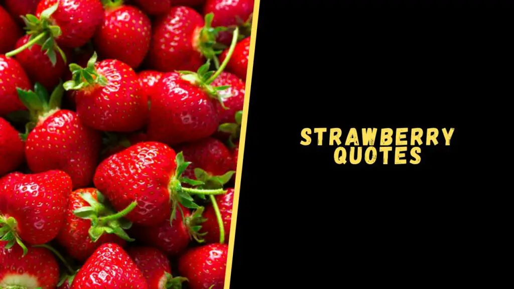 strawberry quotes