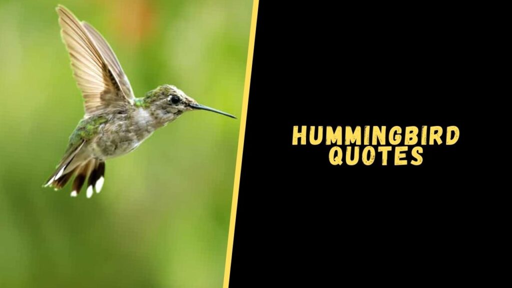 Hummingbird quotes