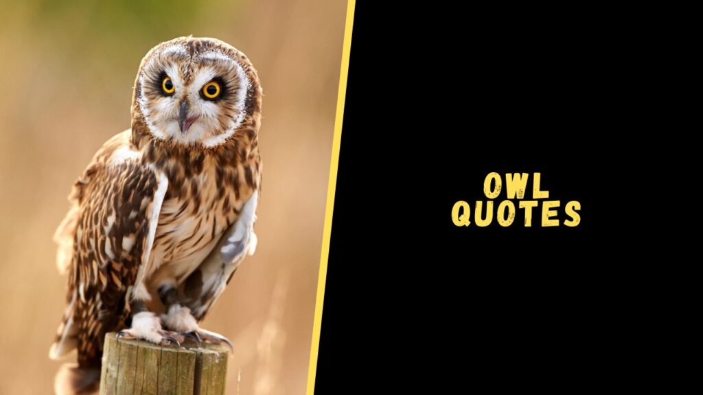 owl quotes