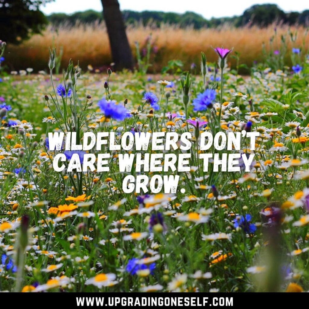 Top 15 Beautiful Quotes About Wildflower To Blow Your Mind