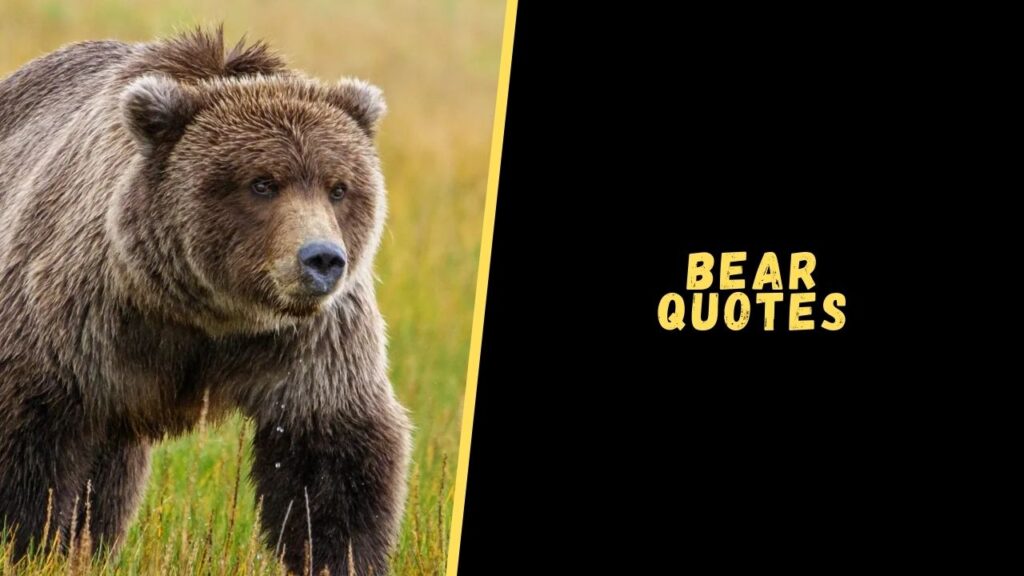 bear quotes