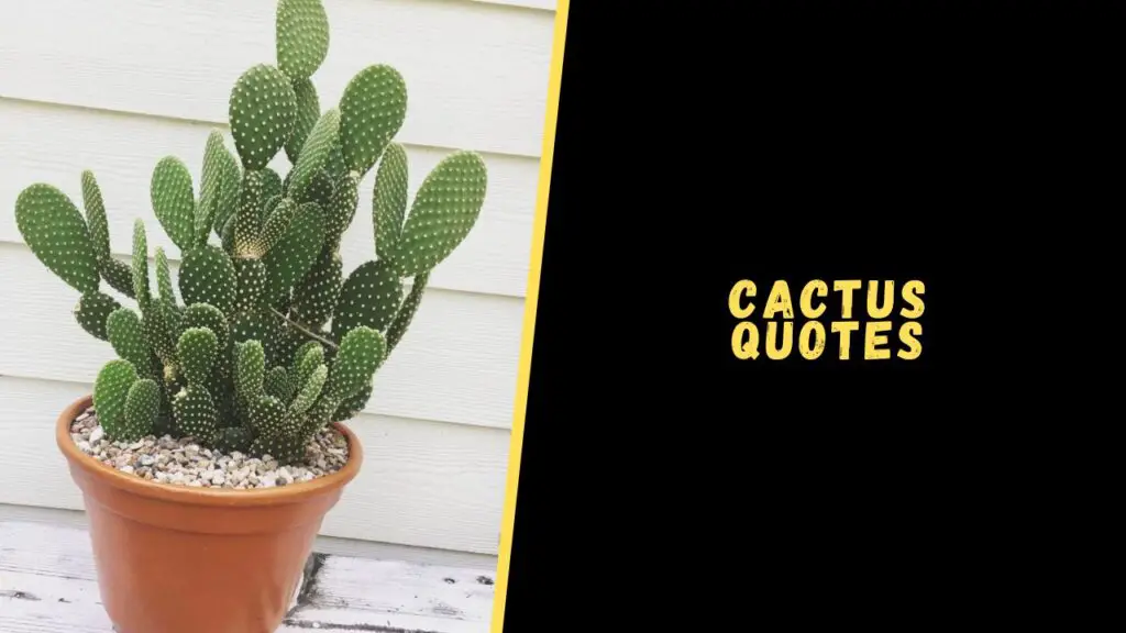 cactus quotes
