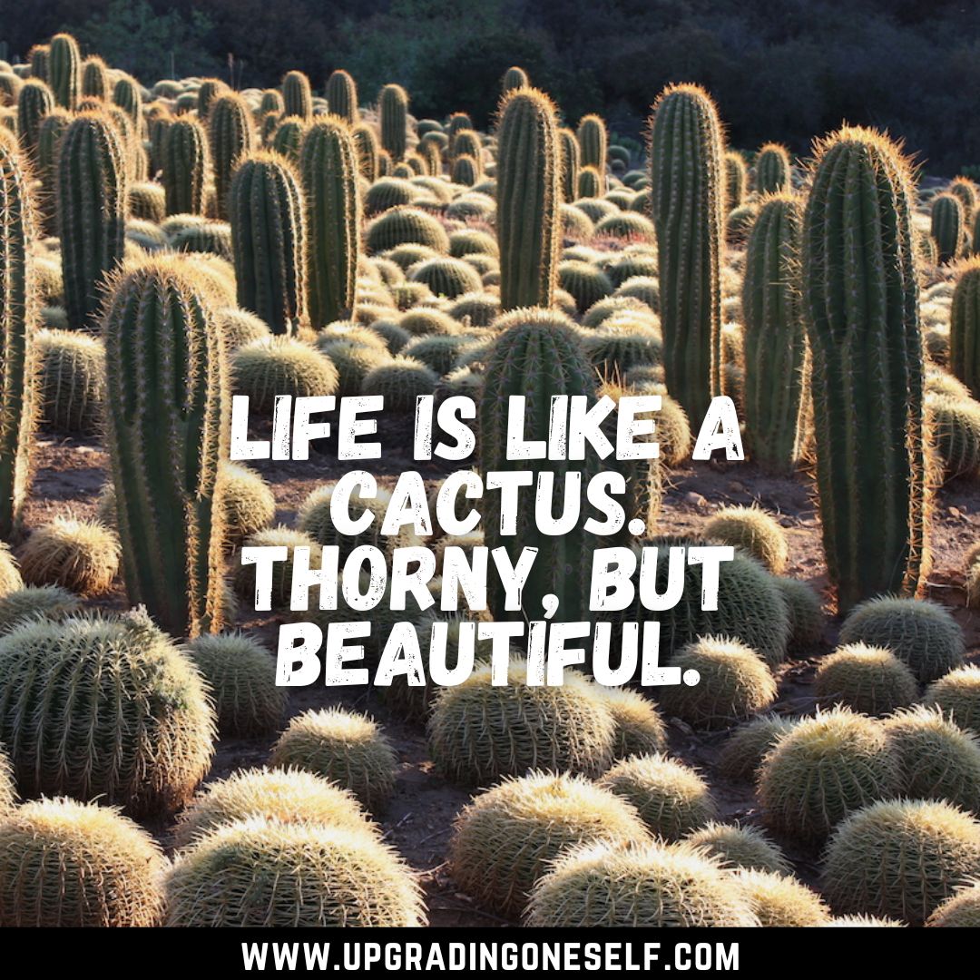 Top 17 Best Quotes About Cactus That Will Blow Your Mind
