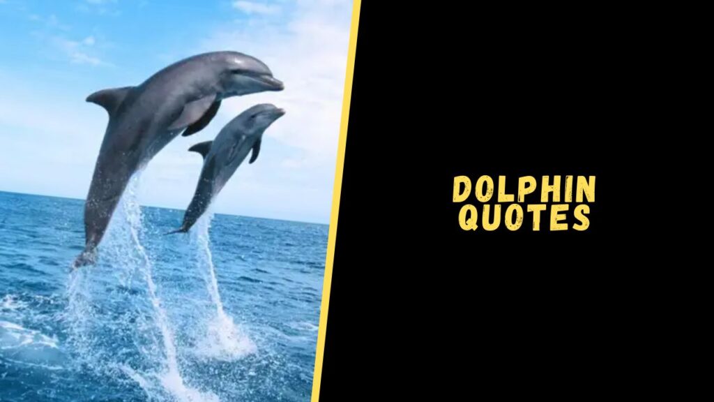 dolphin quotes