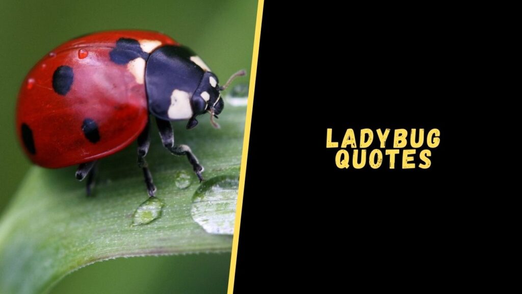 ladybug quotes