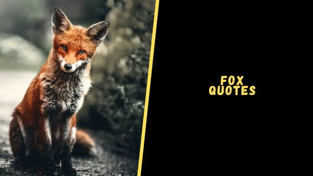 Fox quotes