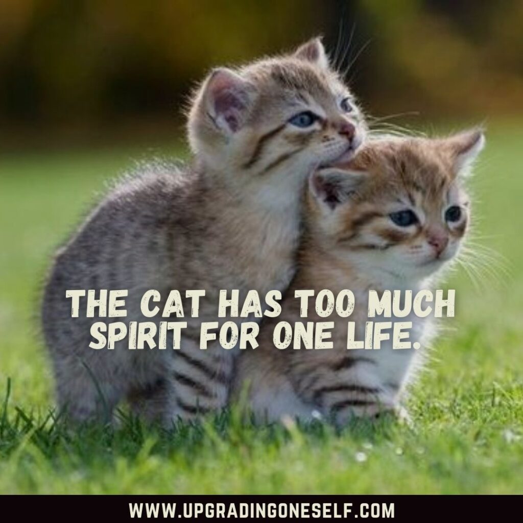 Top 20 Cute Caturday Cat Quotes To Make Your Day - Upgrading Oneself