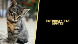 Caturday Cat Quotes