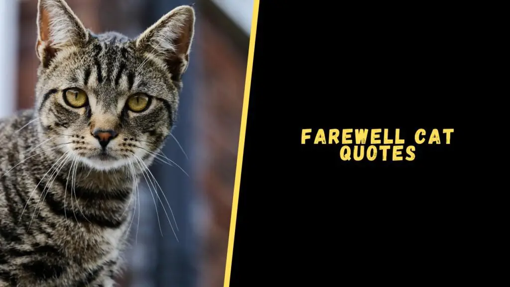 Farewell cat quotes